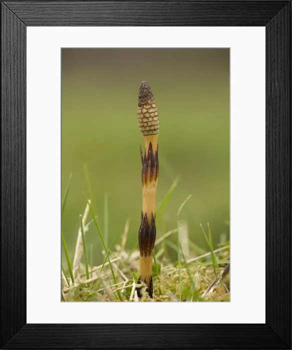 Framed Print : Giant horsetail (Equisetum telmateia); fertile frond coming up in spring. W. Dorset Framed Print : Giant horsetail (Equisetum telmateia); fertile frond coming up in spring. W. Dorset