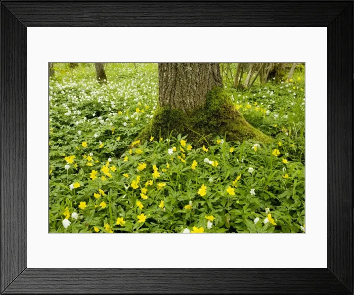 Framed Print : Yellow anemones (Anemone ranunculoides) with wood anemones (Anemone nemorosa); Halltorps Hage woodland. Oland island, Sweden