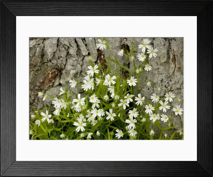 Framed Print : Greater stitchwort, Stellaria holostea. Common in woodland in UK Framed Print : Greater stitchwort, Stellaria holostea. Common in woodland in UK