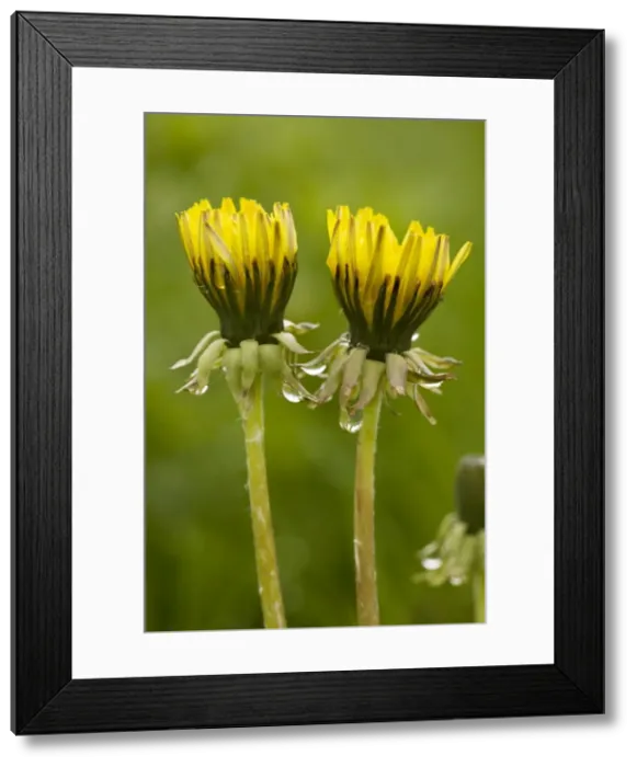 Framed Print : Common dandelion (Taraxacum officinale) - flowers closed up in dull rainy weather. UK Framed Print : Common dandelion (Taraxacum officinale) - flowers closed up in dull rainy weather. UK
