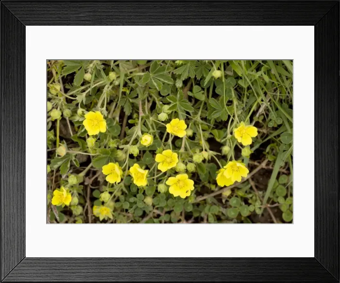 Framed Print : Spring cinquefoil (Potentilla neumanniana = P. tabernaemontani); rare in south England Framed Print : Spring cinquefoil (Potentilla neumanniana = P. tabernaemontani); rare in south England