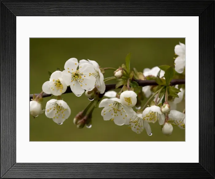 Framed Print : Wild cherry (Prunus avium) in flower, after rain. England