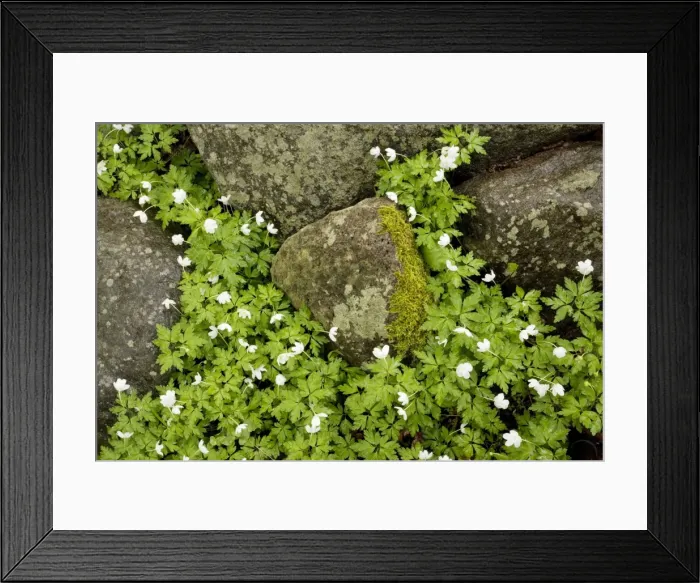 Framed Print : Wood anemones (Anemone nemorosa) amongst stones. Woodland Framed Print : Wood anemones (Anemone nemorosa) amongst stones. Woodland