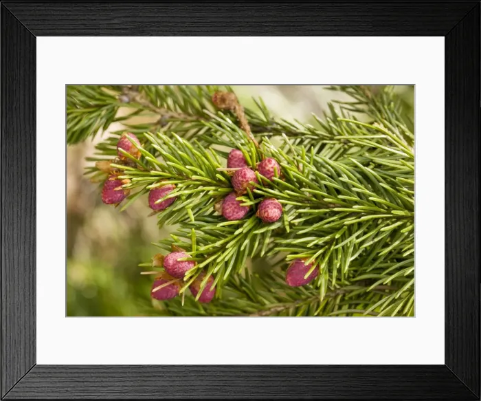 Framed Print : Norway spruce (Picea abies) in flower, Sweden Framed Print : Norway spruce (Picea abies) in flower, Sweden