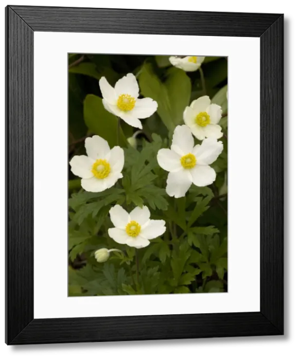 Framed Print : Snowdrop windflower (Anemone sylvestris) in Sweden Framed Print : Snowdrop windflower (Anemone sylvestris) in Sweden