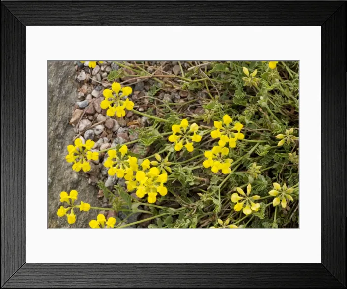 Framed Print : Small Scorpion vetch, Coronilla vaginalis. S. Europe Framed Print : Small Scorpion vetch, Coronilla vaginalis. S. Europe