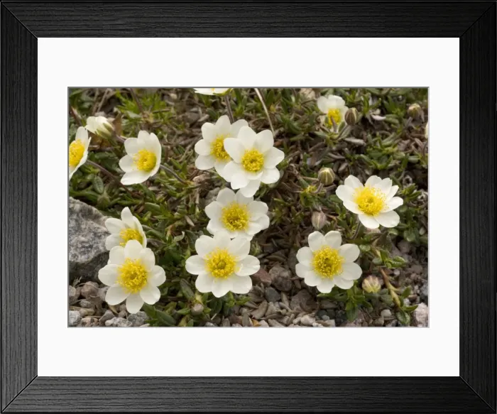 Framed Print : Mountain Avens, (Dryas octopetala var. integrifolia) north American form Framed Print : Mountain Avens, (Dryas octopetala var. integrifolia) north American form