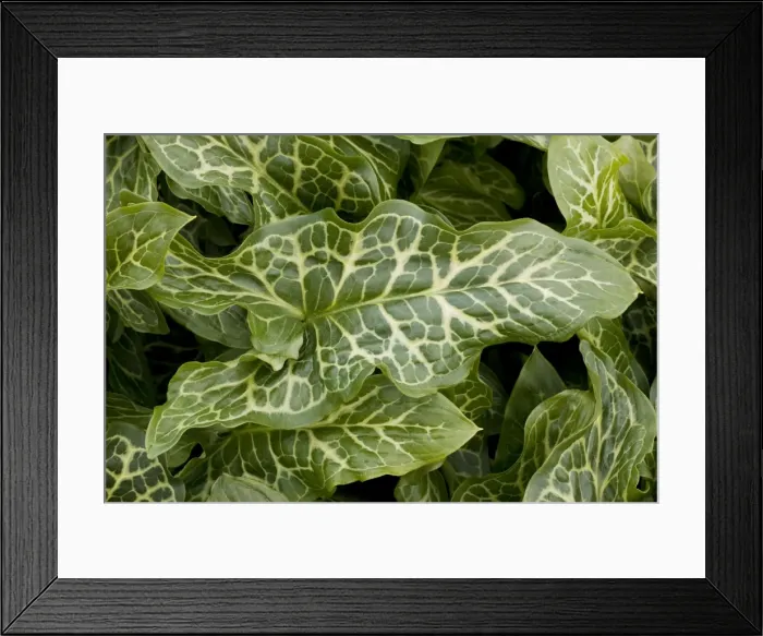 Framed Print : The beautifully-veined leaves of a garden variety of Large Lord's and Ladies. Arum italicum pictum Framed Print : The beautifully-veined leaves of a garden variety of Large Lord's and Ladies. Arum italicum pictum