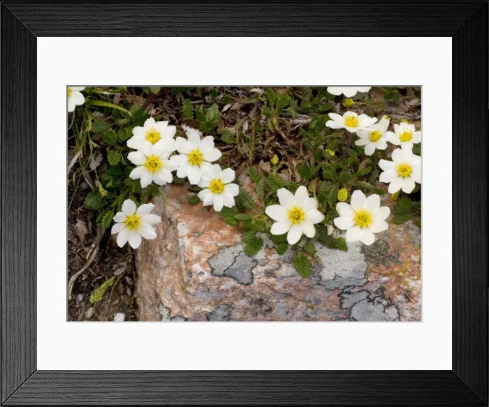 Framed Print : Mountain Avens (Dryas octopetala); arctic-alpine Framed Print : Mountain Avens (Dryas octopetala); arctic-alpine