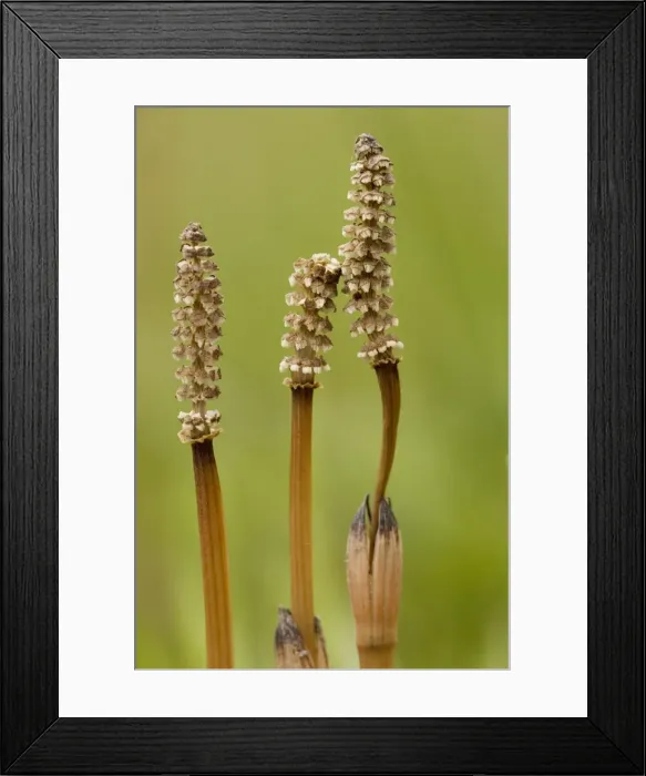 Framed Print : Field, or Common Horsetail ( Equisetum arvense) with fertile cones in spring Framed Print : Field, or Common Horsetail ( Equisetum arvense) with fertile cones in spring