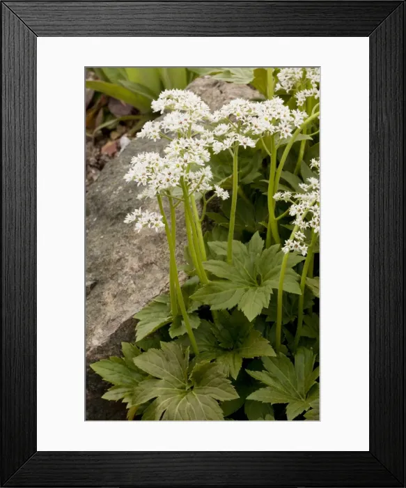 Framed Print : Aceriphyllum or Mukdenia (Aceriphyllum rossii). N. China Framed Print : Aceriphyllum or Mukdenia (Aceriphyllum rossii). N. China
