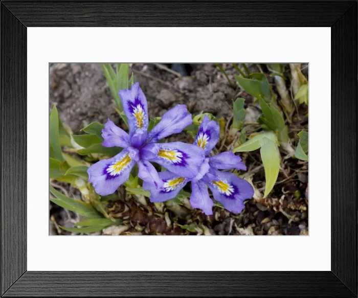 Framed Print : A north American Iris, Iris lacustris. USA Framed Print : A north American Iris, Iris lacustris. USA