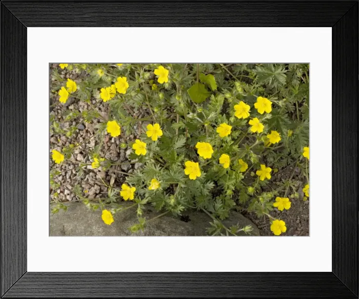 Framed Print : Snowy cinquefoil (Potentilla nivea) N. Europe Framed Print : Snowy cinquefoil (Potentilla nivea) N. Europe