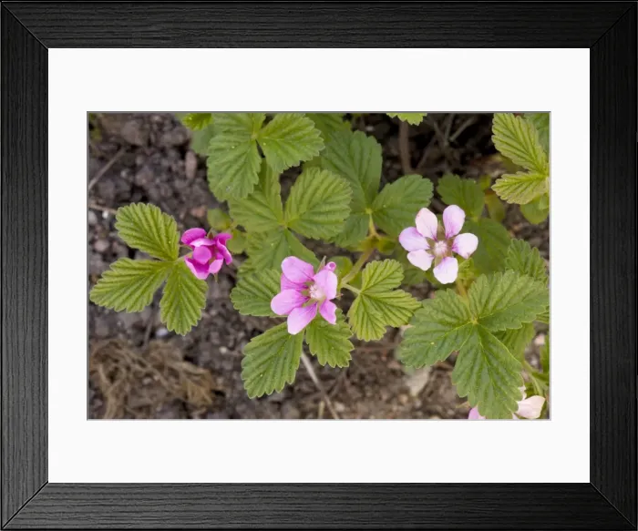 Framed Print : An arctic bramble (Rubus stellatus), from US and Canada Framed Print : An arctic bramble (Rubus stellatus), from US and Canada