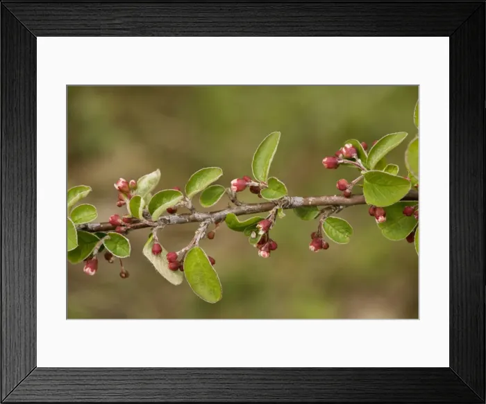 Framed Print : A wild cotoneaster (Cotoneaster integerrimus). Extremely rare in UK Framed Print : A wild cotoneaster (Cotoneaster integerrimus). Extremely rare in UK