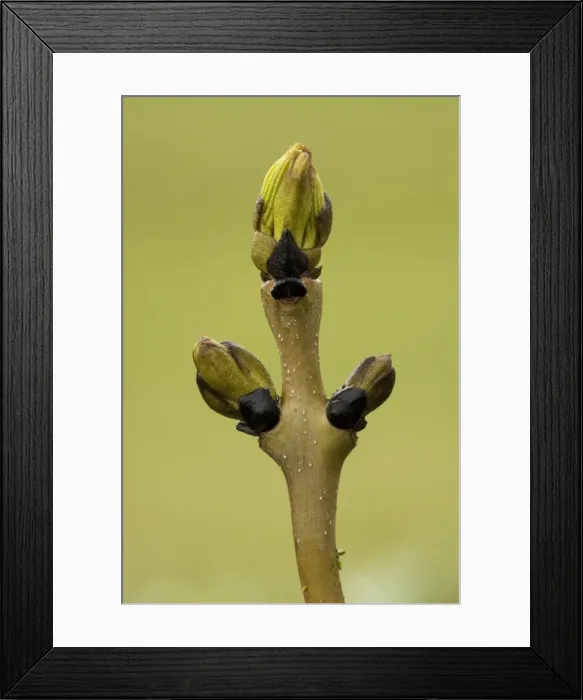 Framed Print : Ash (Fraxinus excelsior) twig with buds just breaking. UK Framed Print : Ash (Fraxinus excelsior) twig with buds just breaking. UK