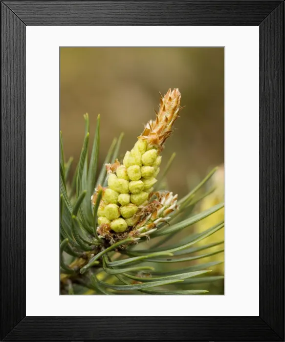 Framed Print : Scots Pine flowers (Pinus sylvestris) Framed Print : Scots Pine flowers (Pinus sylvestris)
