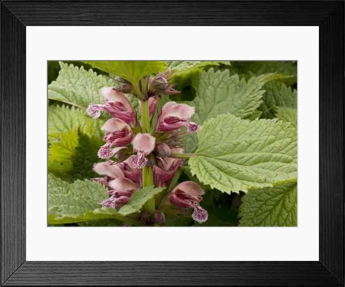 Framed Print : Balm-leaved archangel (Lamium orvala), eastern Europe