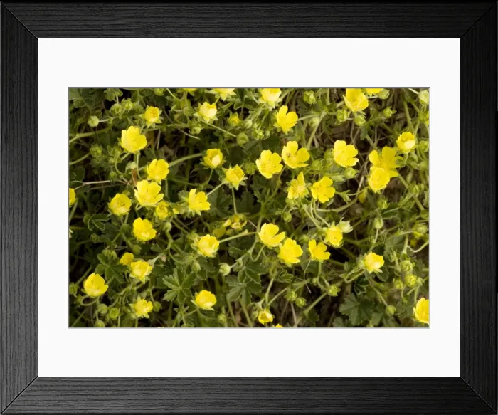 Framed Print : Grey cinquefoil (Potentilla cinerea) N. Europe Framed Print : Grey cinquefoil (Potentilla cinerea) N. Europe