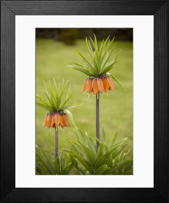 Framed Print : Crown Imperials (Fritillaria imperialis) in garden. Originally from C. Asia Framed Print : Crown Imperials (Fritillaria imperialis) in garden. Originally from C. Asia