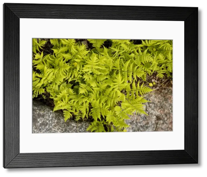 Framed Print : A rare fern (Gymnocarpium jessoensis ssp. parvulum) from Finland Framed Print : A rare fern (Gymnocarpium jessoensis ssp. parvulum) from Finland