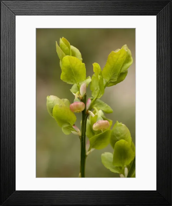Framed Print : Bilberry (Vaccinium myrtillus) in flower. Yorks Framed Print : Bilberry (Vaccinium myrtillus) in flower. Yorks