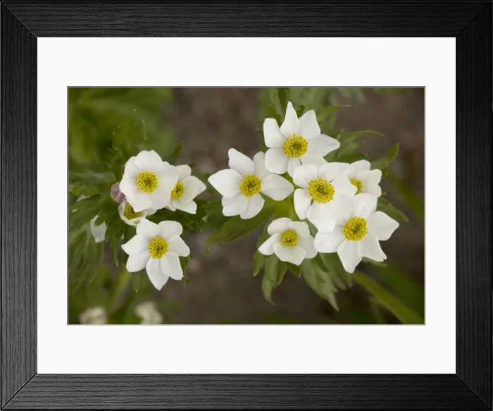 Framed Print : Narcissus-flowered anemone (Anemone narcissiflora). Alps Framed Print : Narcissus-flowered anemone (Anemone narcissiflora). Alps