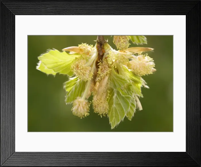 Framed Print : Beech (Fagus sylvatica), male flowers and young leaves. Dorset Framed Print : Beech (Fagus sylvatica), male flowers and young leaves. Dorset
