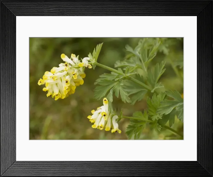 Framed Print : Corydalis nobilis, an invasive weed, from Russia Framed Print : Corydalis nobilis, an invasive weed, from Russia