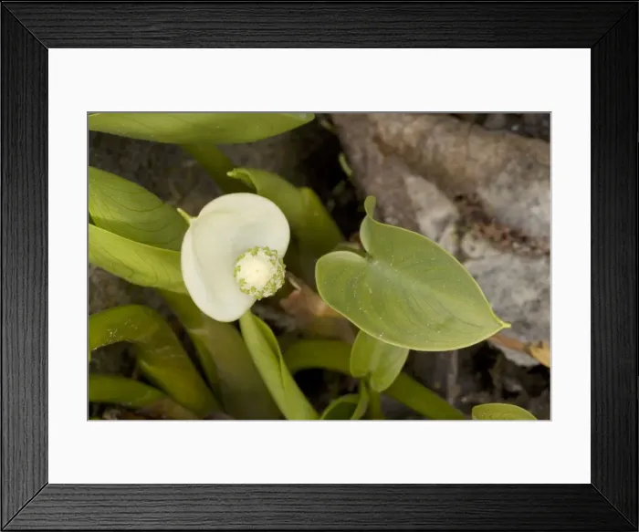 Framed Print : Bog arum (Calla palustris). East Europe Framed Print : Bog arum (Calla palustris). East Europe