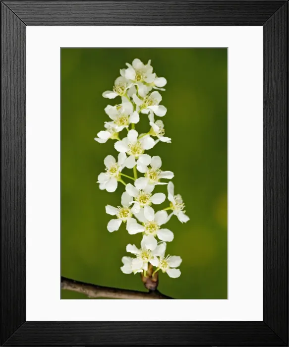 Framed Print : Bird cherry (Prunus padus) in flower, spring. Lake District
