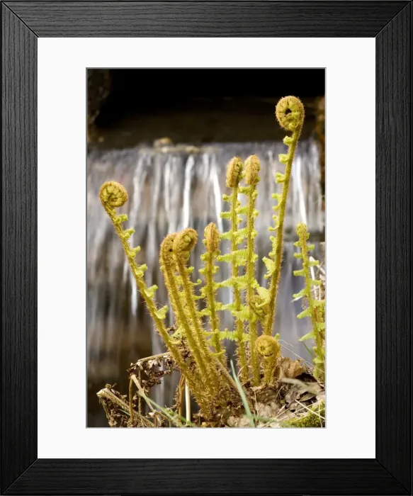 Framed Print : Scaly male fern (Dryopteris affinis (= D. pseudomas)), by waterfall in Lake District Framed Print : Scaly male fern (Dryopteris affinis (= D. pseudomas)), by waterfall in Lake District