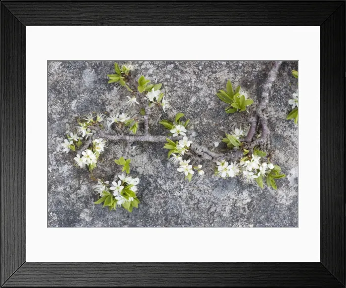 Framed Print : Blackthorn (Prunus spinosa) in flower on limestone pavement, Scar Close NNR, North Yorkshire Framed Print : Blackthorn (Prunus spinosa) in flower on limestone pavement, Scar Close NNR, North Yorkshire
