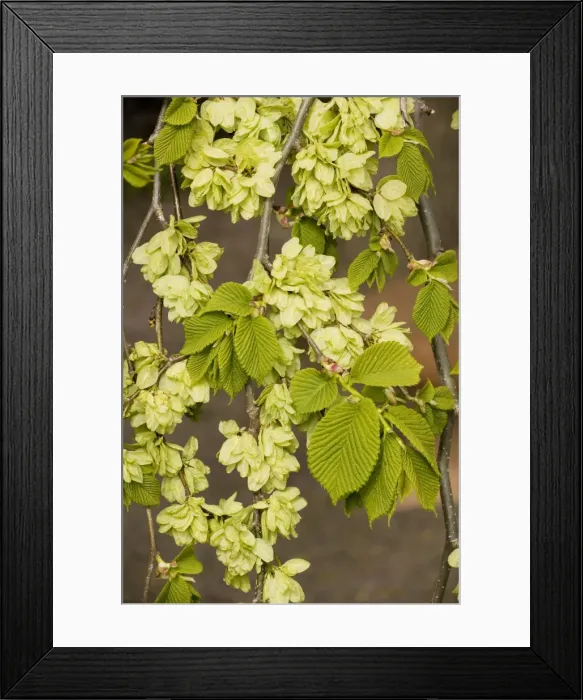 Framed Print : Wych elm form, in fruit (Ulmus glabra form campedownii). Garden Framed Print : Wych elm form, in fruit (Ulmus glabra form campedownii). Garden