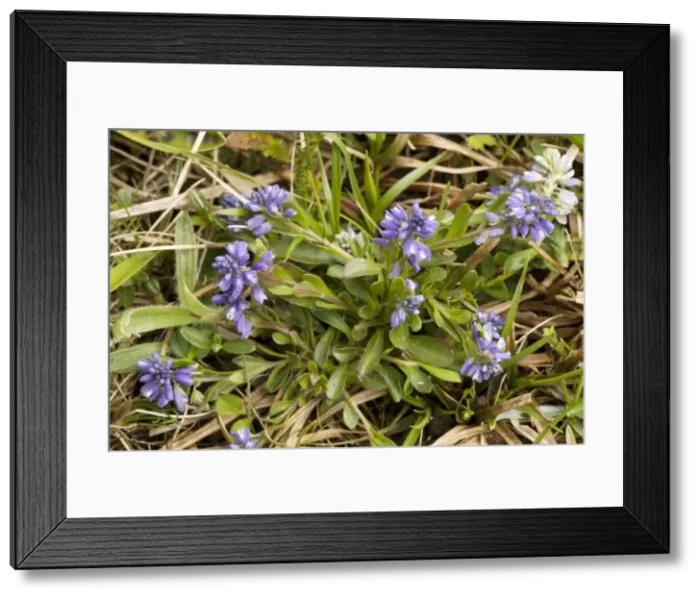 Framed Print : Dwarf milkwort (Polygala amarella) on limestone grassland. Rare in UK Framed Print : Dwarf milkwort (Polygala amarella) on limestone grassland. Rare in UK