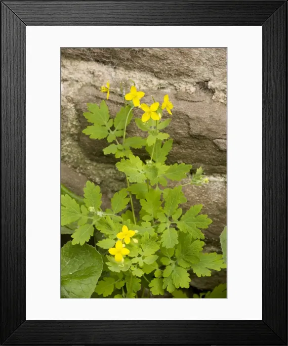 Framed Print : Greater celandine (Chelidonium majus) Framed Print : Greater celandine (Chelidonium majus)