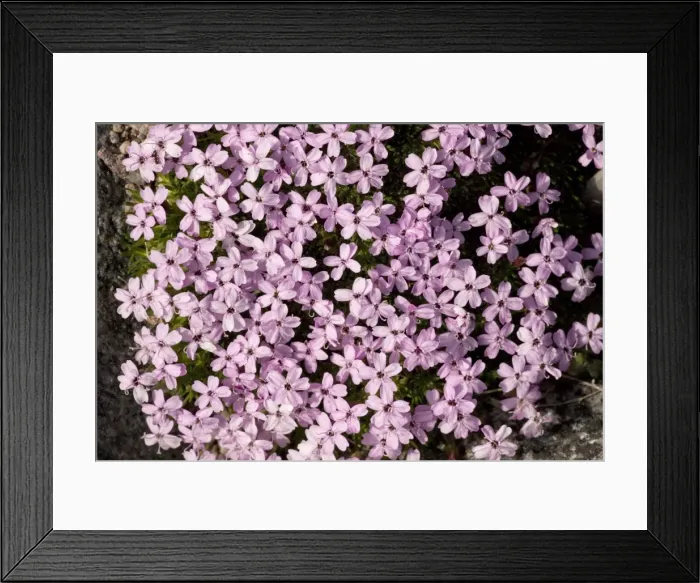 Framed Print : Moss campion (Silene acaulis);UK and N. Europe Framed Print : Moss campion (Silene acaulis);UK and N. Europe