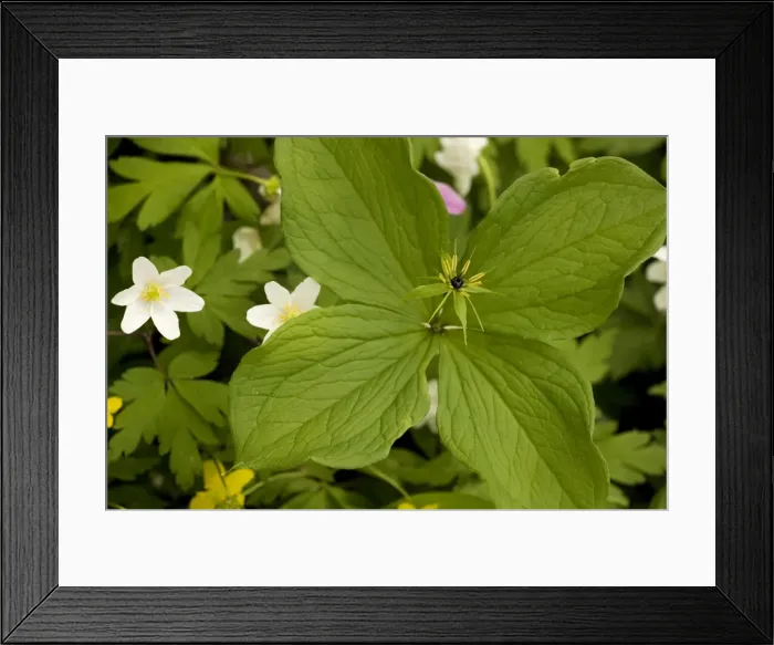 Framed Print : Herb Paris (Paris quadrifolia). Rare in UK Framed Print : Herb Paris (Paris quadrifolia). Rare in UK