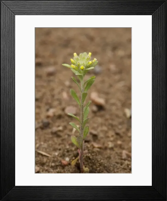 Framed Print : Small alison, Alyssum alyssoides. Very rare in eastern England Framed Print : Small alison, Alyssum alyssoides. Very rare in eastern England