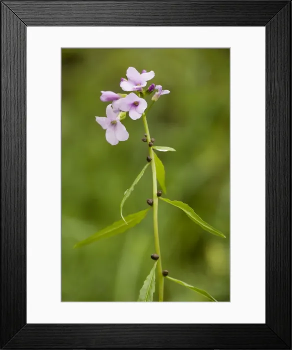 Framed Print : Coralroot (bittercress) (Cardamine bulbifera = Dentaria). Very rare in Chilterns Framed Print : Coralroot (bittercress) (Cardamine bulbifera = Dentaria). Very rare in Chilterns