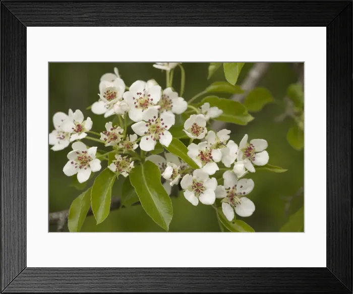 Framed Print : Wild pear in flower (Pyrus communis). V. rare in UK Framed Print : Wild pear in flower (Pyrus communis). V. rare in UK