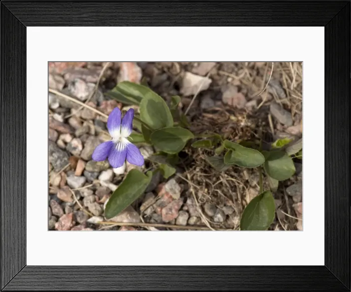 Framed Print : Hill violet ( Viola collina) north european Framed Print : Hill violet ( Viola collina) north european