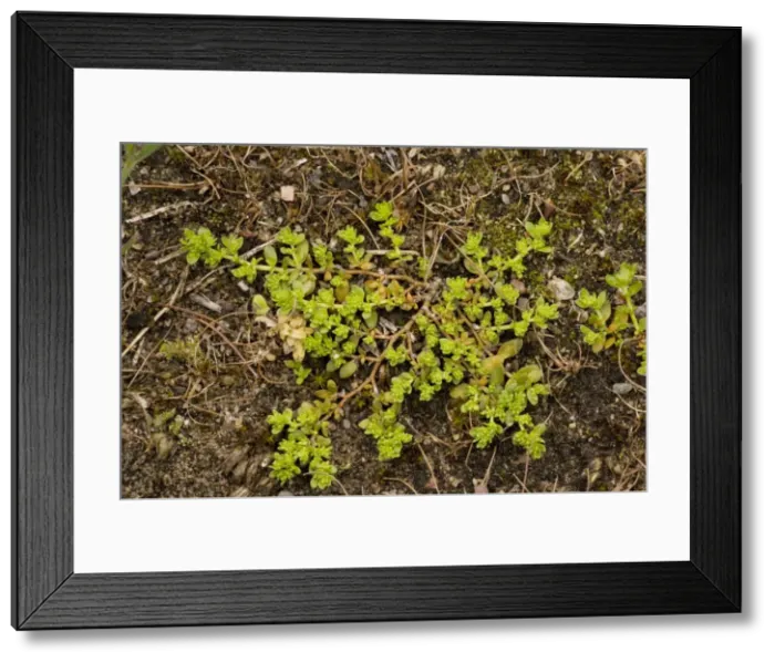 Framed Print : Smooth rupturewort (Herniaria glabra). Rare in UK Framed Print : Smooth rupturewort (Herniaria glabra). Rare in UK