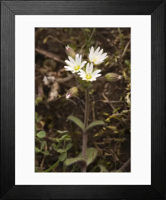 Framed Print : Dwarf mouse ear / Curtis's mouse-ear on limestone grassland Framed Print : Dwarf mouse ear / Curtis's mouse-ear on limestone grassland