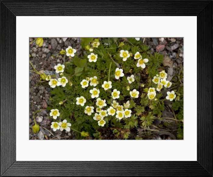 Framed Print : Tufted saxifrage, Saxifraga caespitosa. N. Europe Framed Print : Tufted saxifrage, Saxifraga caespitosa. N. Europe