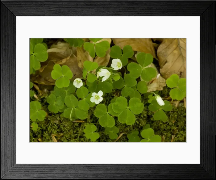 Framed Print : Wood sorrel (Oxalis acetosella). Lake Disrict Framed Print : Wood sorrel (Oxalis acetosella). Lake Disrict