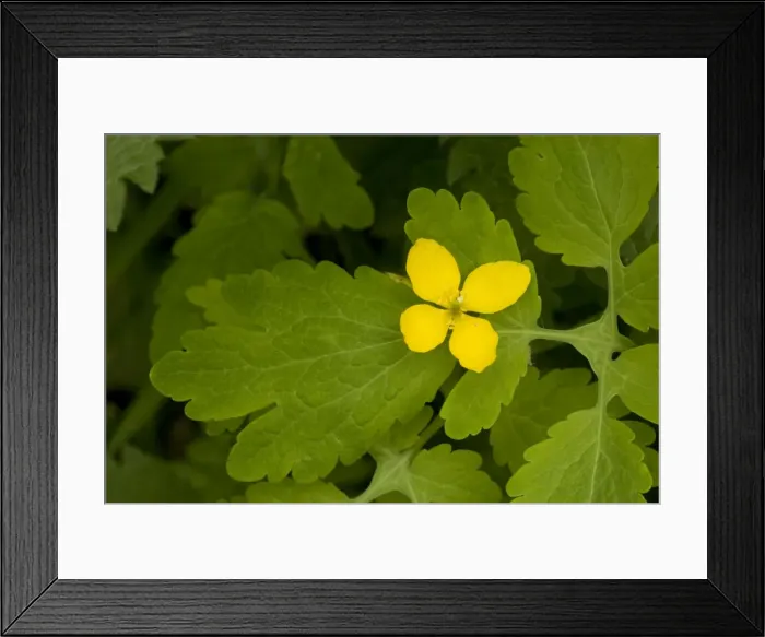 Framed Print : Greater celandine (Chelidonium majus) Framed Print : Greater celandine (Chelidonium majus)