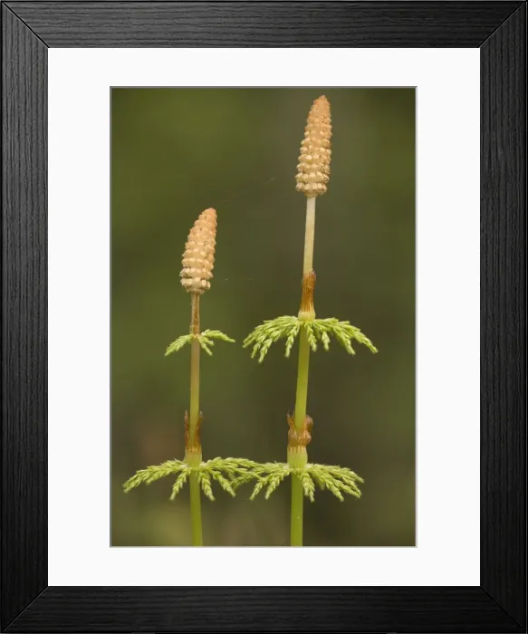 Framed Print : Wood horsetail (Equisetum sylvaticum) fertile fronds. Scotland Framed Print : Wood horsetail (Equisetum sylvaticum) fertile fronds. Scotland