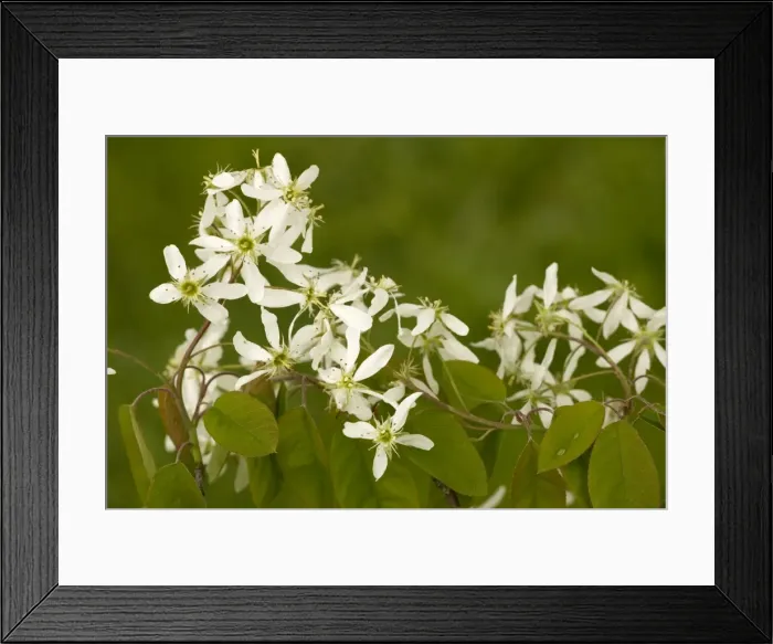 Framed Print : June berry (Amelanchier lamarckii), naturalised in Europe from North America Framed Print : June berry (Amelanchier lamarckii), naturalised in Europe from North America