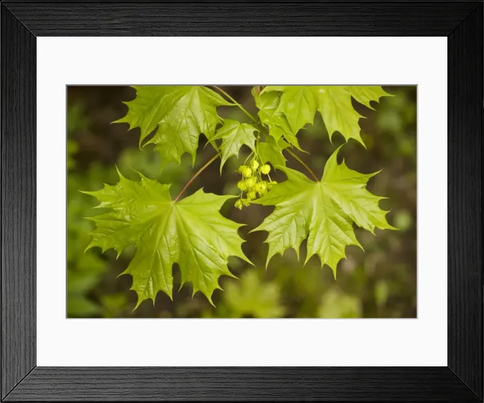 Framed Print : Norway maple (Acer platanoides), in flower; Sweden Framed Print : Norway maple (Acer platanoides), in flower; Sweden
